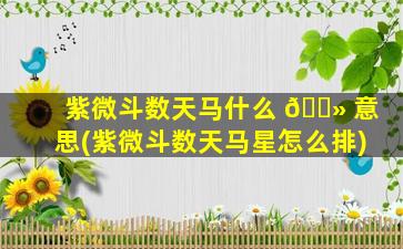 紫微斗数天马什么 🌻 意思(紫微斗数天马星怎么排)